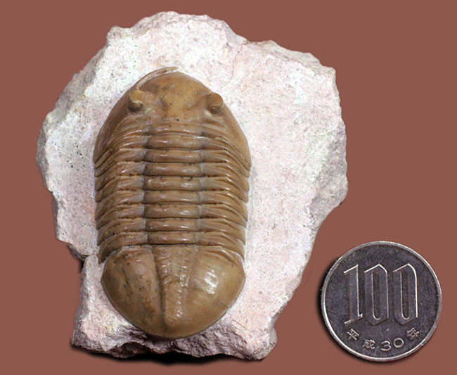 アサフスの原始的な種、レピドゥルス（Asaphus lepidurus）の典型的な
