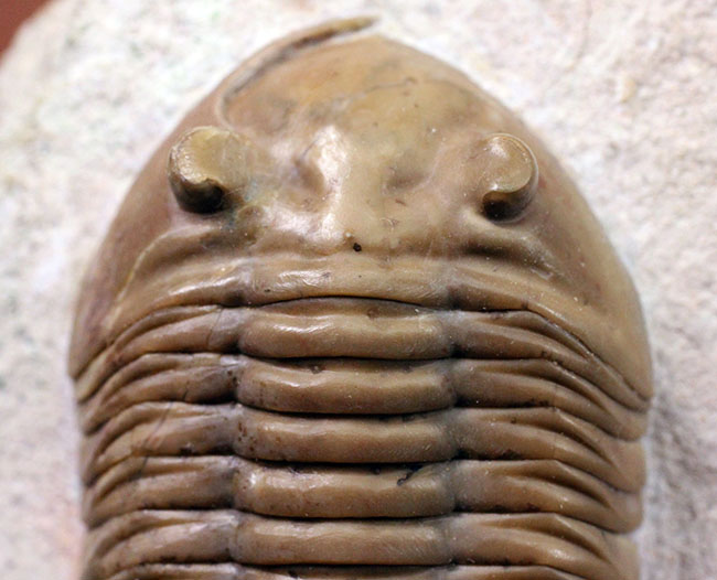 アサフスの原始的な種、レピドゥルス(Asaphus lepidurus)の典型的な良質品(その2)