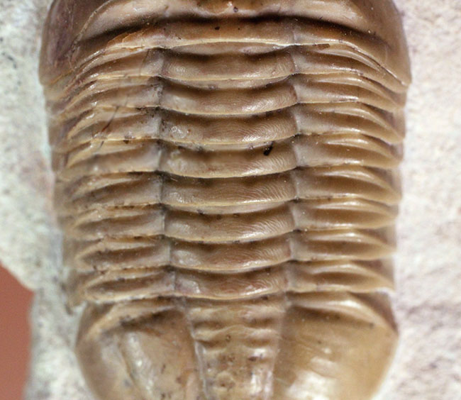 アサフスの原始的な種、レピドゥルス(Asaphus lepidurus)の典型的な良質品(その3)