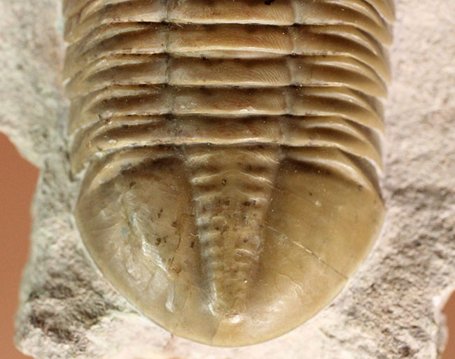 アサフスの原始的な種、レピドゥルス(Asaphus lepidurus)の典型的な良質品(その4)