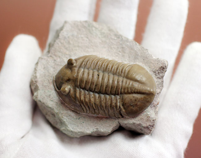 アサフスの原始的な種、レピドゥルス(Asaphus lepidurus)の典型的な良質品(その5)