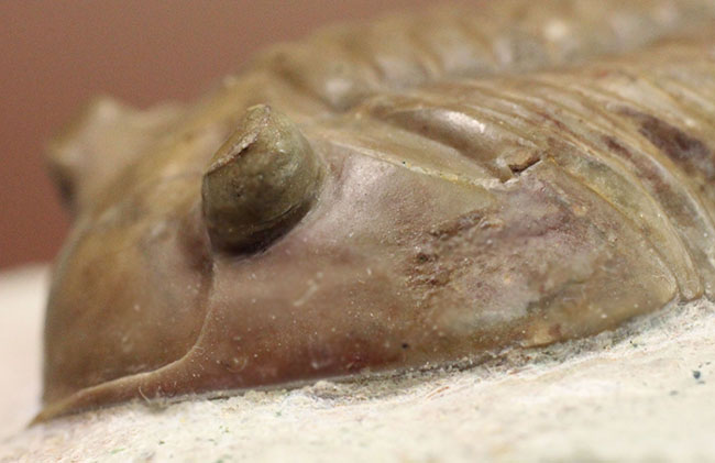 アサフスの原始的な種、レピドゥルス(Asaphus lepidurus)の典型的な良質品(その7)