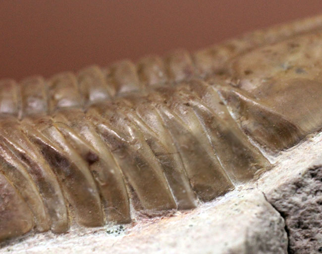アサフスの原始的な種、レピドゥルス(Asaphus lepidurus)の典型的な良質品(その8)