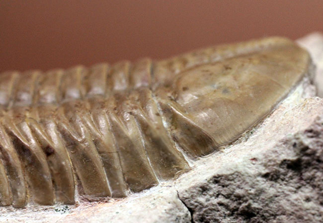 アサフスの原始的な種、レピドゥルス(Asaphus lepidurus)の典型的な良質品(その9)