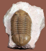 アサフスの原始的な種、レピドゥルス（Asaphus lepidurus）の典型的な良質品