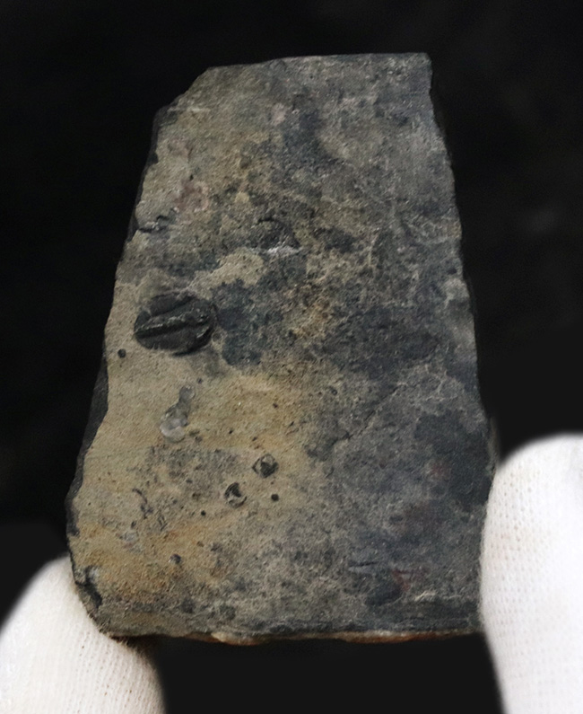ベリーレア！米国ユタ州ミラード郡ウィーラー層から発見された、非常に珍しい小型三葉虫、ロンコセファルス・フォルス（Lonchocephalus pholus）（その2）