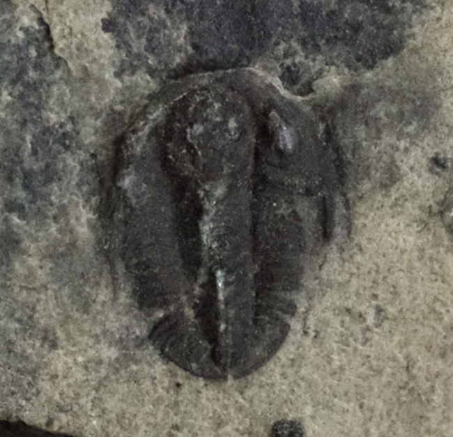 ベリーレア！米国ユタ州ミラード郡ウィーラー層から発見された、非常に珍しい小型三葉虫、ロンコセファルス・フォルス（Lonchocephalus pholus）（その8）