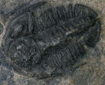 ベリーレア！米国ユタ州ミラード郡ウィーラー層から発見された、非常に珍しい小型三葉虫、ロンコセファルス・フォルス（Lonchocephalus pholus）