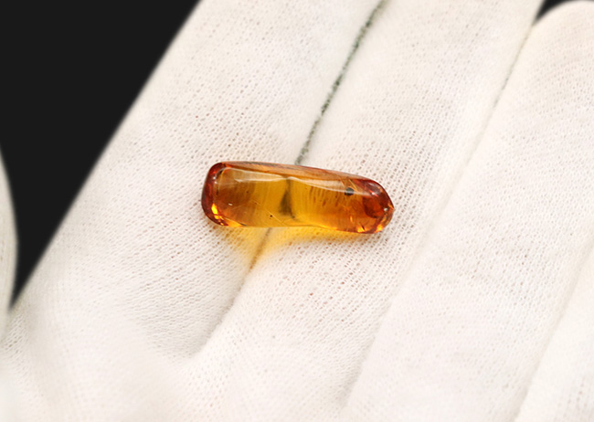 これ以上の透明度は望めない！ガラス並みにクリアな、虫入りバルト海産