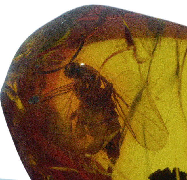 これ以上の透明度は望めない!ガラス並みにクリアな、虫入りバルト海産琥珀(Amber)(その5)