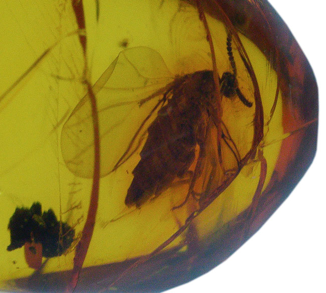 これ以上の透明度は望めない!ガラス並みにクリアな、虫入りバルト海産琥珀(Amber)(その6)