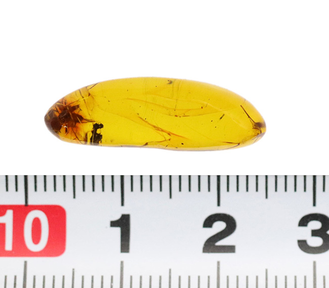 これ以上の透明度は望めない!ガラス並みにクリアな、虫入りバルト海産琥珀(Amber)(その7)