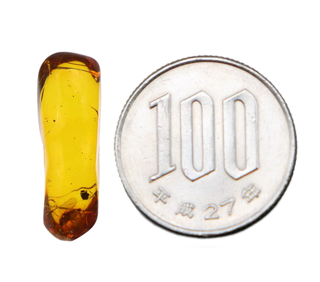 これ以上の透明度は望めない!ガラス並みにクリアな、虫入りバルト海産琥珀(Amber)(その8)