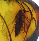 これ以上の透明度は望めない！ガラス並みにクリアな、虫入りバルト海産琥珀（Amber）