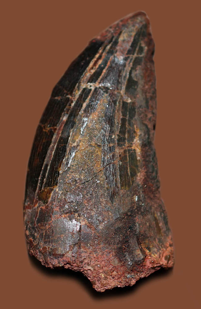 迫力とロマンが同居した、カルカロドントサウルスの”分厚い”歯化石（その1）