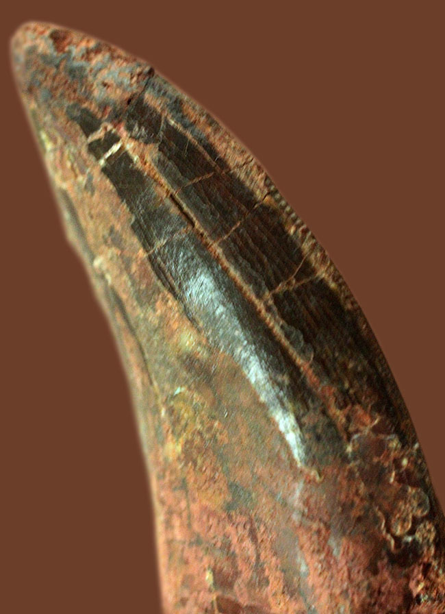 迫力とロマンが同居した、カルカロドントサウルスの”分厚い”歯化石（その11）