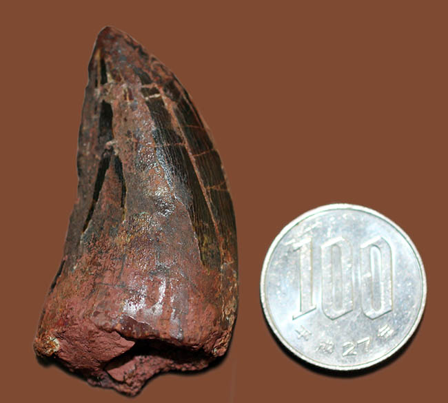 迫力とロマンが同居した、カルカロドントサウルスの”分厚い”歯化石（その12）