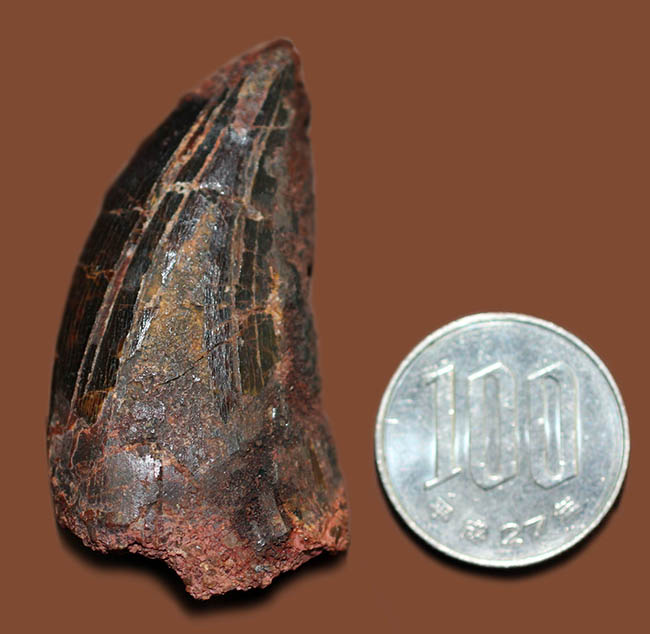 迫力とロマンが同居した、カルカロドントサウルスの”分厚い”歯化石