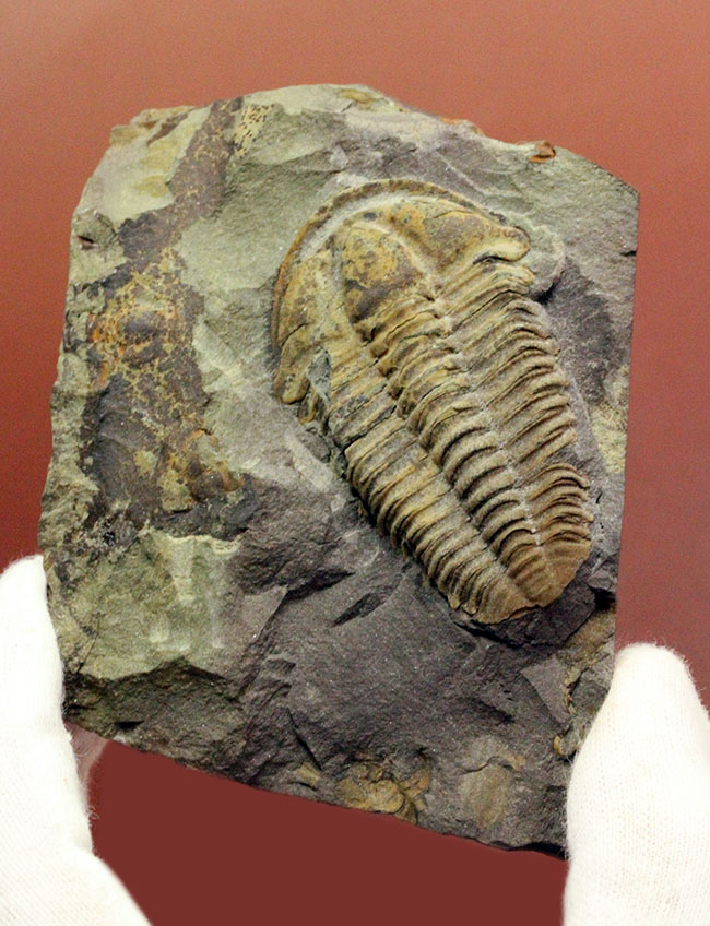マニアックながら印象的。目のない三葉虫、コノコリフェ(Conocoryphe sulzeri)のパーフェクト標本。チェコ産。(その1)