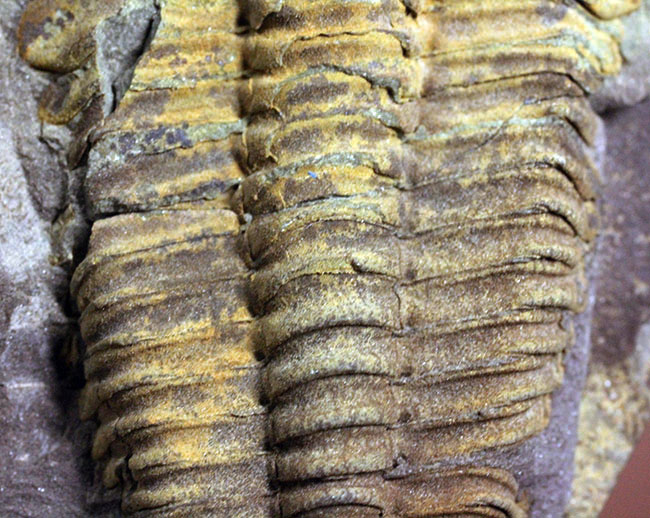 マニアックながら印象的。目のない三葉虫、コノコリフェ(Conocoryphe sulzeri)のパーフェクト標本。チェコ産。(その11)