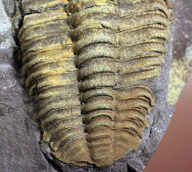 マニアックながら印象的。目のない三葉虫、コノコリフェ(Conocoryphe sulzeri)のパーフェクト標本。チェコ産。(その12)