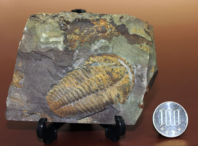 マニアックながら印象的。目のない三葉虫、コノコリフェ(Conocoryphe sulzeri)のパーフェクト標本。チェコ産。(その13)