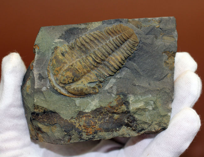 マニアックながら印象的。目のない三葉虫、コノコリフェ(Conocoryphe sulzeri)のパーフェクト標本。チェコ産。(その3)