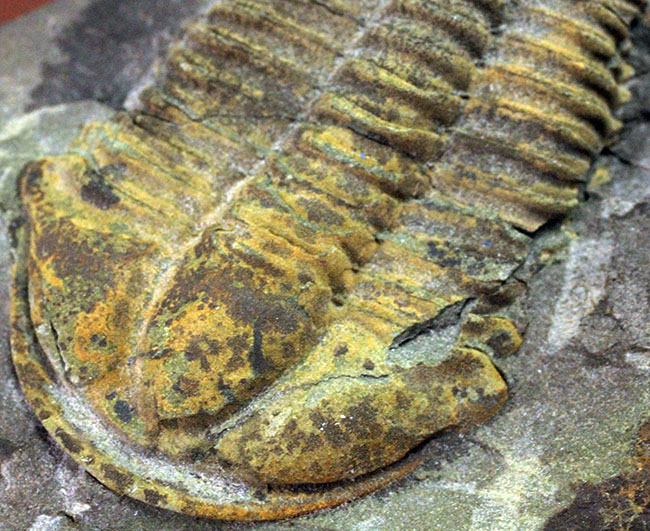 マニアックながら印象的。目のない三葉虫、コノコリフェ(Conocoryphe sulzeri)のパーフェクト標本。チェコ産。(その5)