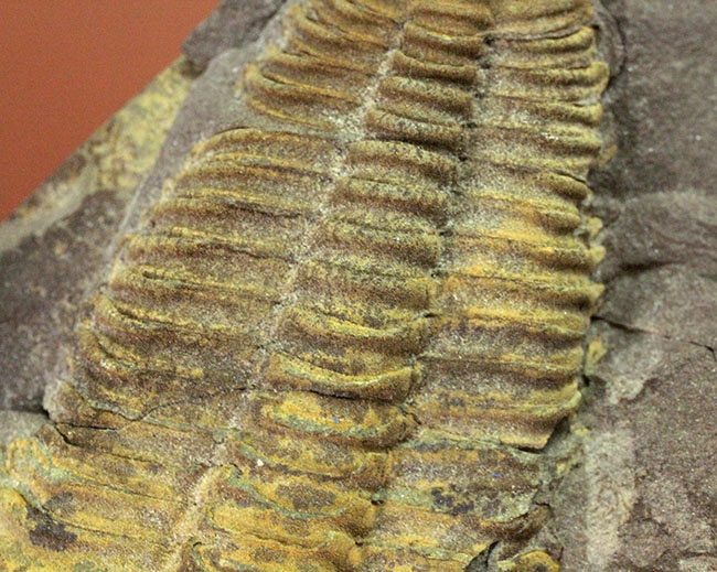 マニアックながら印象的。目のない三葉虫、コノコリフェ(Conocoryphe sulzeri)のパーフェクト標本。チェコ産。(その6)