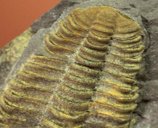 マニアックながら印象的。目のない三葉虫、コノコリフェ(Conocoryphe sulzeri)のパーフェクト標本。チェコ産。(その7)