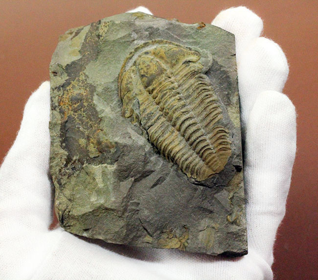 マニアックながら印象的。目のない三葉虫、コノコリフェ(Conocoryphe sulzeri)のパーフェクト標本。チェコ産。(その8)