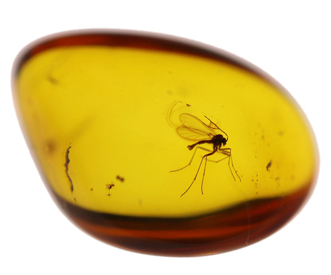 アンバーゴールドを呈する、虫入り琥珀(Amber)。宝石品質のバルト海産(その2)