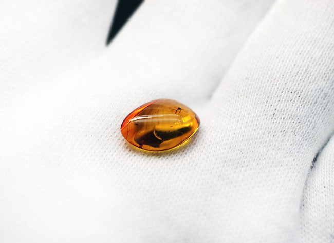 アンバーゴールドを呈する、虫入り琥珀(Amber)。宝石品質のバルト海産(その3)