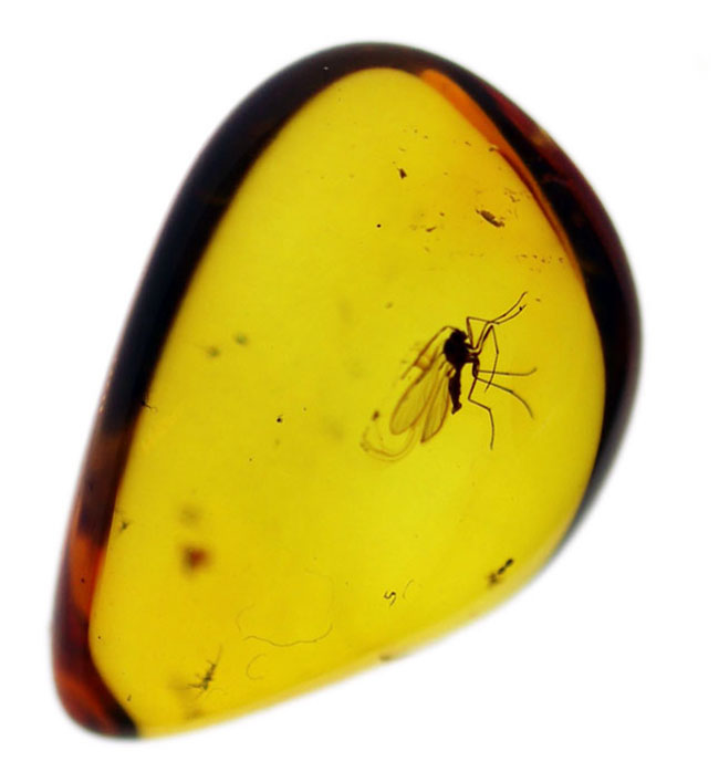 アンバーゴールドを呈する、虫入り琥珀(Amber)。宝石品質のバルト海産(その4)