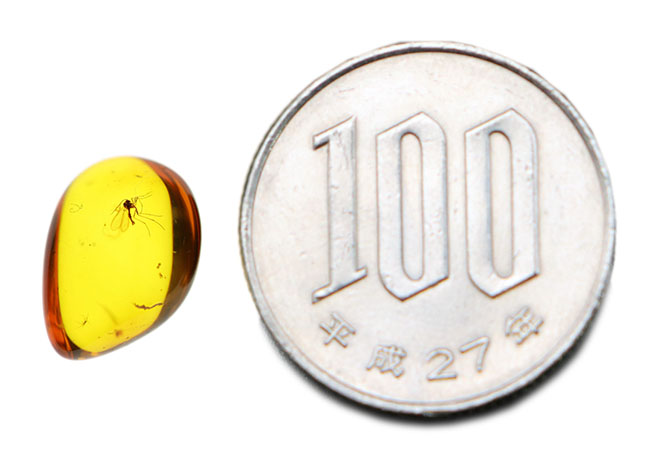 アンバーゴールドを呈する、虫入り琥珀(Amber)。宝石品質のバルト海産(その5)