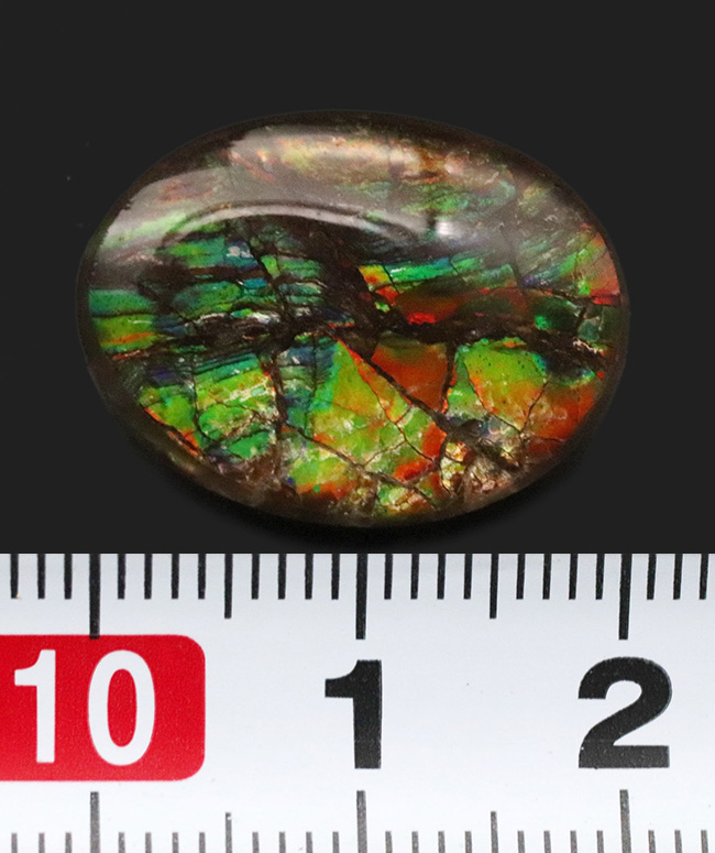 赤、橙、黄、緑など様々な色を呈する、希少な宝石、アンモライト（Ammolite）のピンプローチ（その7）
