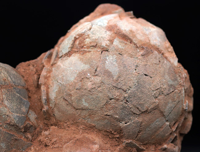 ３０年以上、国内コレクターに管理・保存されてきた希少なオールドコレクション！草食恐竜の４つの卵の化石（その3）