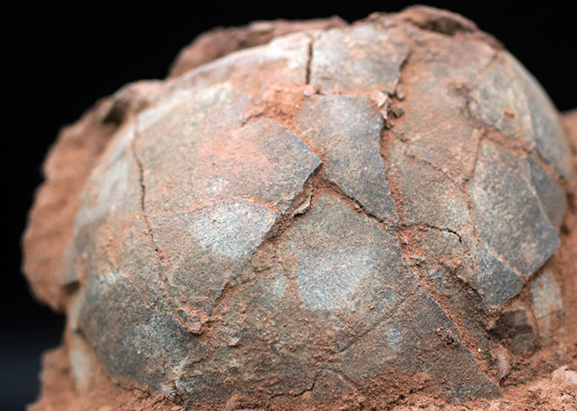 ３０年以上、国内コレクターに管理・保存されてきた希少なオールドコレクション！草食恐竜の４つの卵の化石（その4）