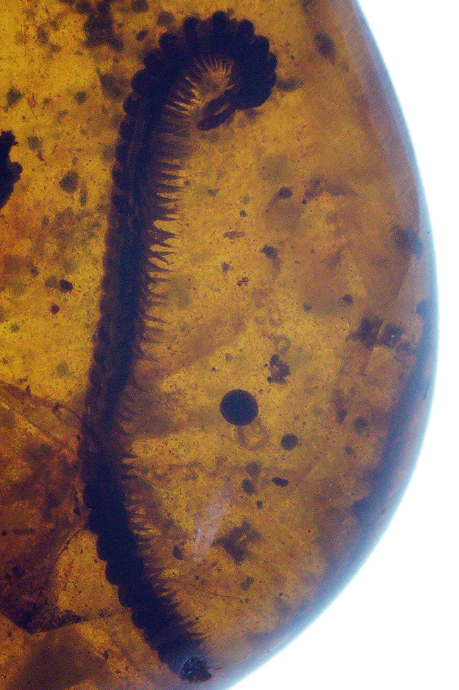 恐竜時代の琥珀、ベリーベリーレア！希少なヤスデを内包した、白亜紀のミャンマー琥珀、バーマイト（Burmite）（その1）
