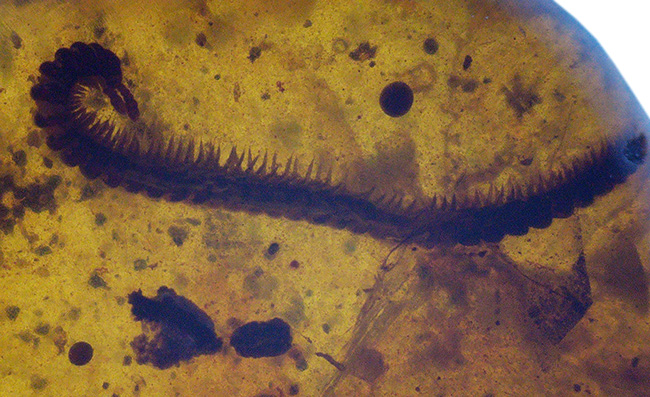 恐竜時代の琥珀、ベリーベリーレア!希少なヤスデを内包した、白亜紀のミャンマー琥珀、バーマイト(Burmite)(その4)
