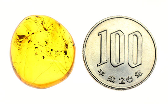 虫入り琥珀コレクター必見!レア!ガガンボのペア標本。ドミニカ産琥珀(Amber)(その16)