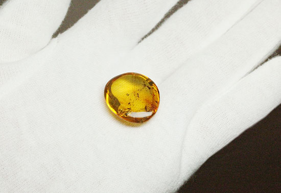 虫入り琥珀コレクター必見!レア!ガガンボのペア標本。ドミニカ産琥珀(Amber)(その7)