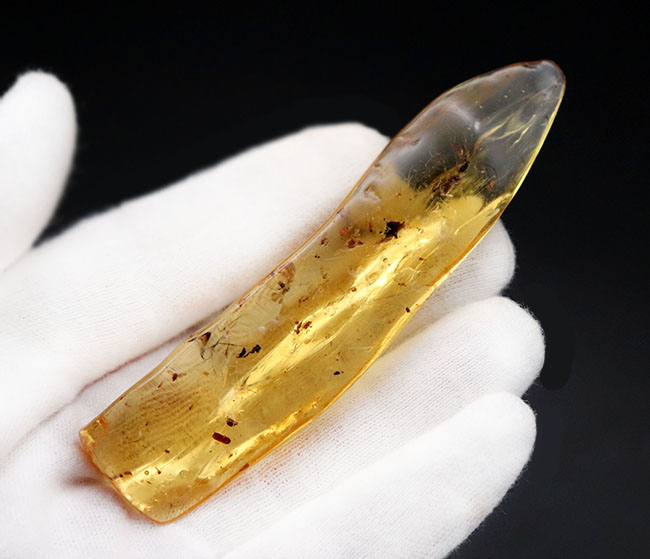 9センチオーバー!マダガスカル産の特大コーパル(Copal)。蜘蛛をはじめ、多数の昆虫を内包。(その1)