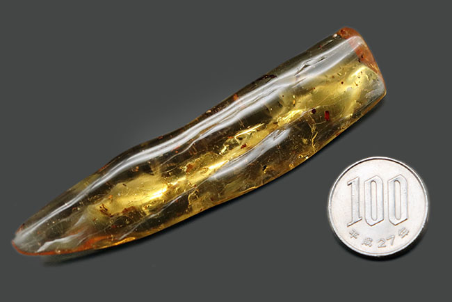 9センチオーバー!マダガスカル産の特大コーパル(Copal)。蜘蛛をはじめ、多数の昆虫を内包。(その12)