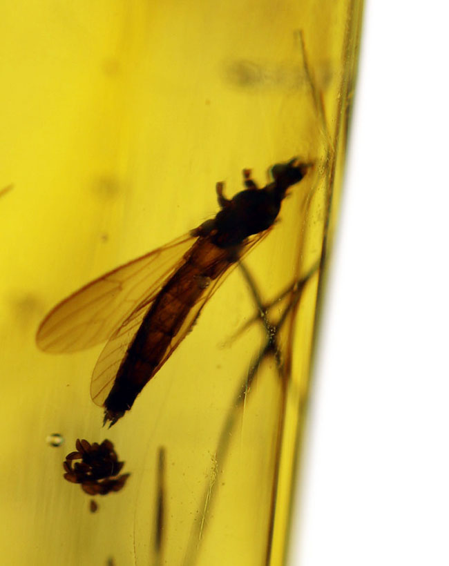 9センチオーバー!マダガスカル産の特大コーパル(Copal)。蜘蛛をはじめ、多数の昆虫を内包。(その2)