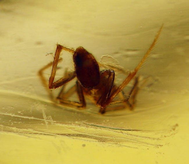 ９センチオーバー！マダガスカル産の特大コーパル（Copal）。蜘蛛をはじめ、多数の昆虫を内包。（その3）