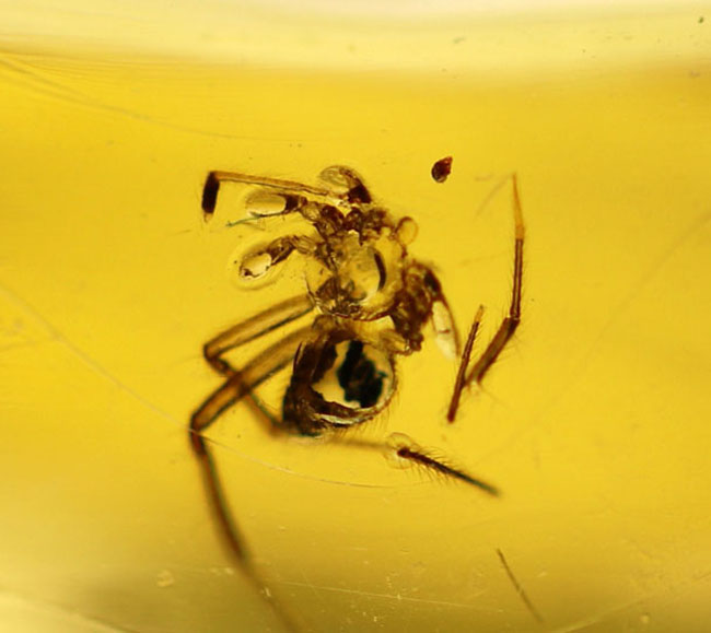 ９センチオーバー！マダガスカル産の特大コーパル（Copal）。蜘蛛をはじめ、多数の昆虫を内包。（その4）