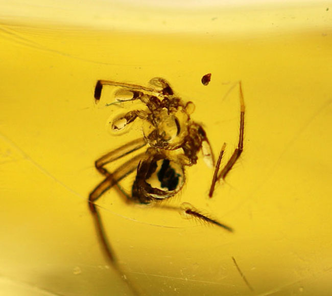 9センチオーバー!マダガスカル産の特大コーパル(Copal)。蜘蛛をはじめ、多数の昆虫を内包。(その4)