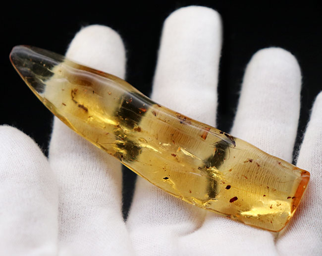 9センチオーバー!マダガスカル産の特大コーパル(Copal)。蜘蛛をはじめ、多数の昆虫を内包。(その6)