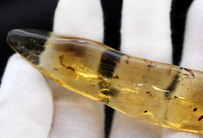 9センチオーバー!マダガスカル産の特大コーパル(Copal)。蜘蛛をはじめ、多数の昆虫を内包。(その7)